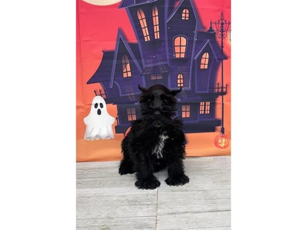 Miniature Schnauzer Dog Male Black 16211 Petland Chillicothe, Ohio