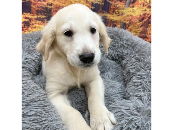 Golden Retriever Dog Male Light Golden 16217 Petland Chillicothe, Ohio