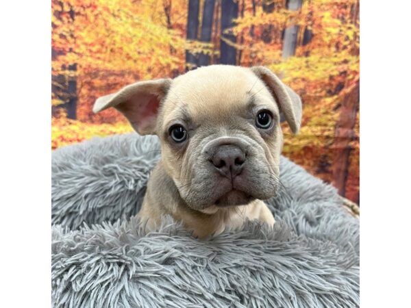 French Bulldog-Dog-Male--16214-Petland Chillicothe, Ohio