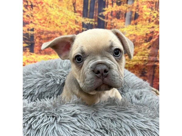 French Bulldog Dog Male 16214 Petland Chillicothe, Ohio