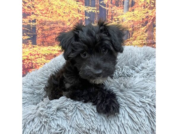 Yorkiepoo Dog Male Black 16212 Petland Chillicothe, Ohio