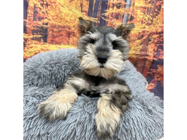 Miniature Schnauzer Dog Female Salt / Pepper 16210 Petland Chillicothe, Ohio