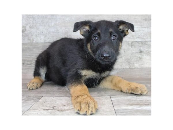 German Shepherd Dog Dog Female Black / Tan 16226 Petland Chillicothe, Ohio