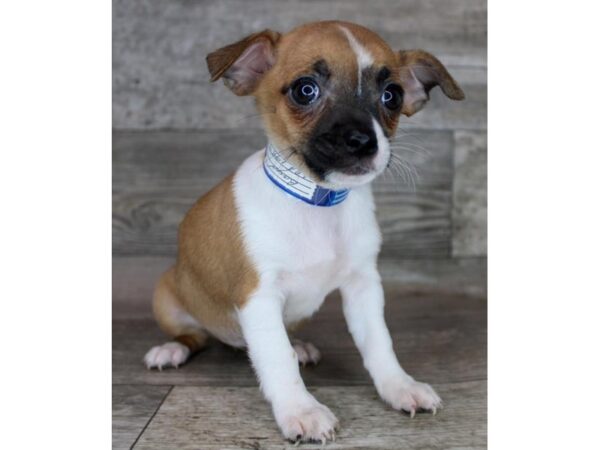 Chihuahua-Dog-Female-Red-16263-Petland Chillicothe, Ohio