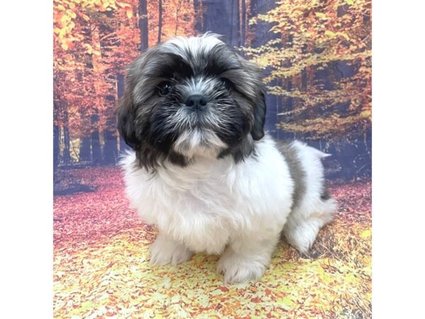 Shih Tzu Dog Male Brown / White 16235 Petland Chillicothe, Ohio