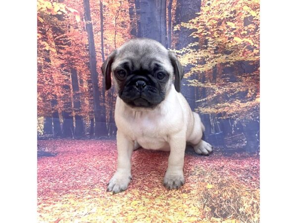 Pug Dog Female Fawn 16234 Petland Chillicothe, Ohio