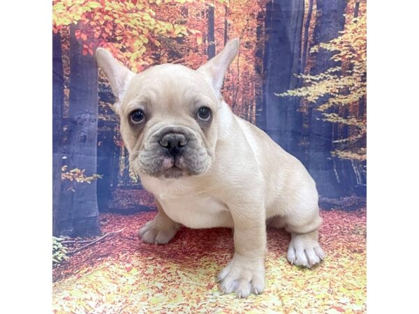 French Bulldog Dog Male Cream 16232 Petland Chillicothe, Ohio