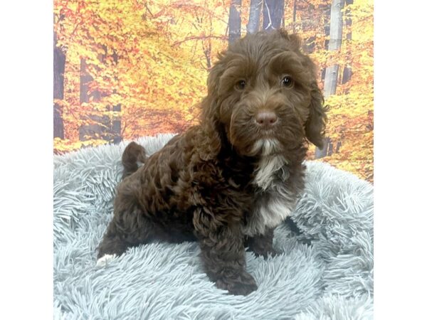 Goldendoodle Mini-Dog-Female-Chocolate-16227-Petland Chillicothe, Ohio