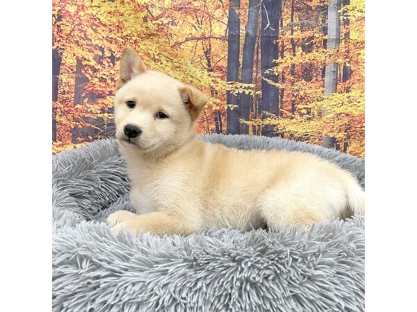 Shiba Inu-Dog-Male-Cream-16225-Petland Chillicothe, Ohio