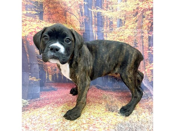 Boxer Dog Male Brindle 16223 Petland Chillicothe, Ohio