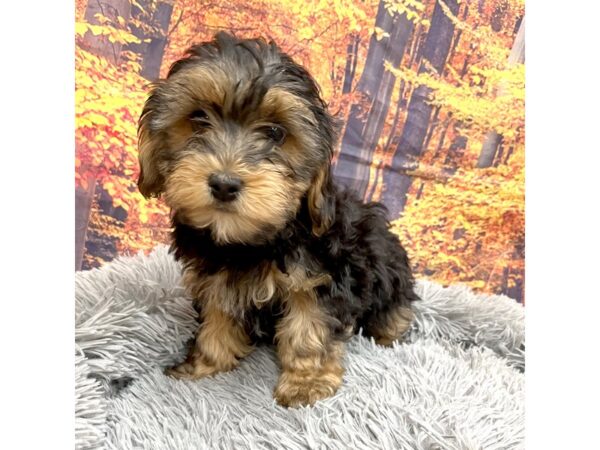 Yorkiepoo Dog Male blk/tan 16215 Petland Chillicothe, Ohio