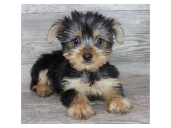 Yorkshire Terrier Dog Male Black / Tan 16254 Petland Chillicothe, Ohio