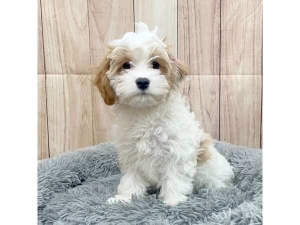 Cavapoo Dog Female Blenheim 16205 Petland Chillicothe, Ohio