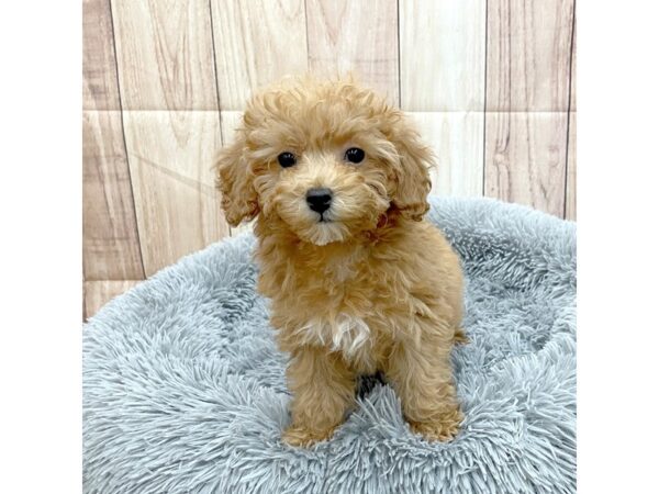 Cavapoo Dog Female Red 16228 Petland Chillicothe, Ohio