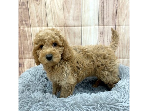 Cockadoodle-Dog-Male-Red-16230-Petland Chillicothe, Ohio