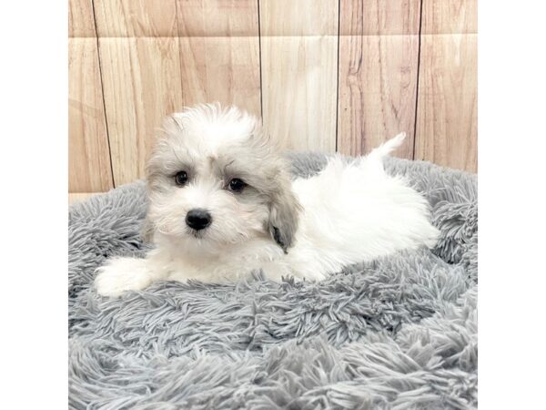 Daisy Dog-Dog-Male-White Blue Merle-16209-Petland Chillicothe, Ohio