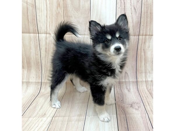 Pomsky Dog Female Black 16208 Petland Chillicothe, Ohio