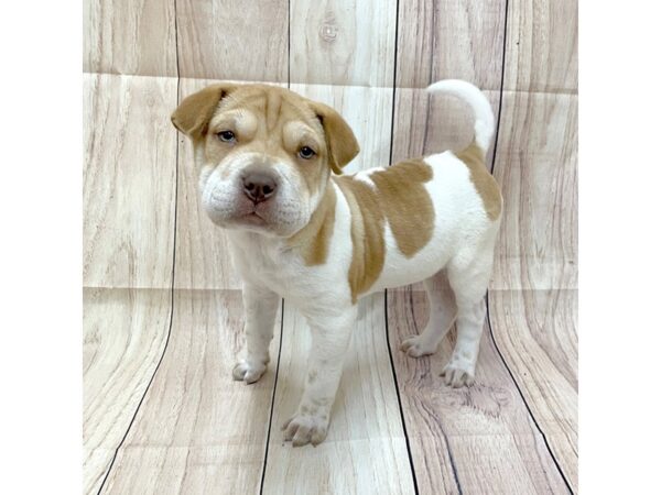 Sharpeagle-Dog-Male-Fawn / White-16206-Petland Chillicothe, Ohio