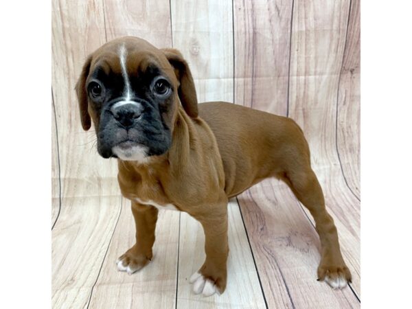 Boxer Dog Female Fawn 16246 Petland Chillicothe, Ohio