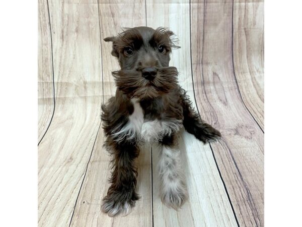 Miniature Schnauzer Dog Male Chocolate 16256 Petland Chillicothe, Ohio