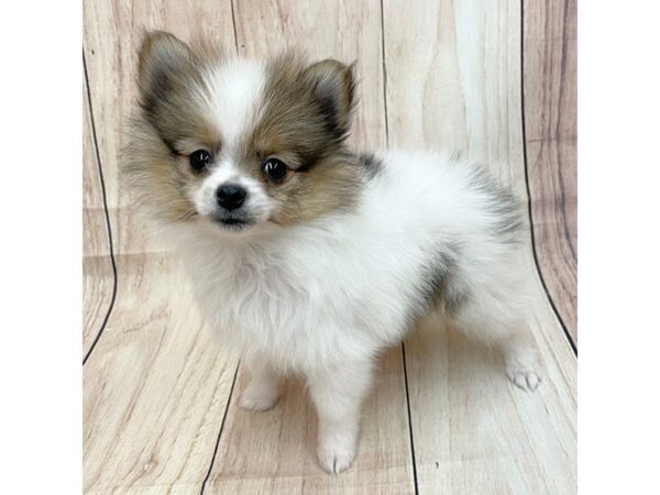 Pomeranian Dog Female Brown / White 16258 Petland Chillicothe, Ohio