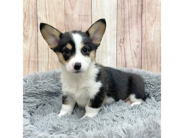 Pembroke Welsh Corgi Dog Female Tri-Colored 16259 Petland Chillicothe, Ohio