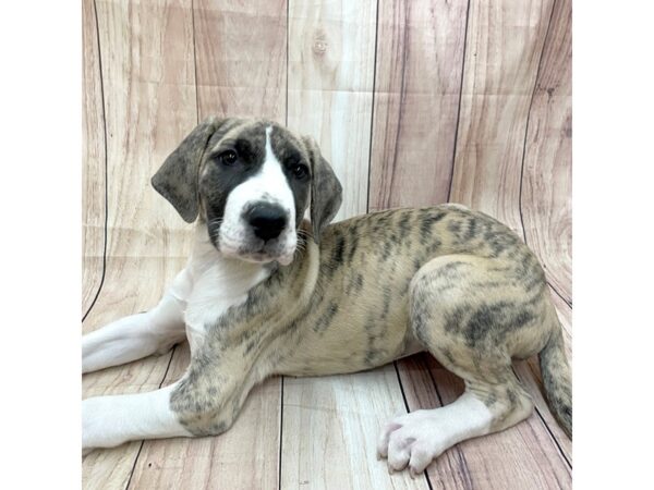 Great Dane Dog Female Brindle / White 16255 Petland Chillicothe, Ohio