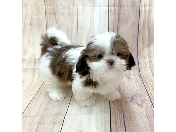 Shih Tzu Dog Male Chocolate / White 16252 Petland Chillicothe, Ohio