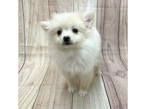 Pomeranian-Dog-Female-Cream-16251-Petland Chillicothe, Ohio