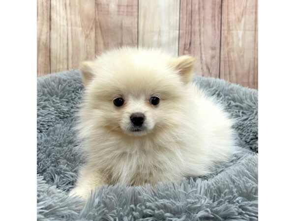 Pomeranian Dog Male Orange 16250 Petland Chillicothe, Ohio