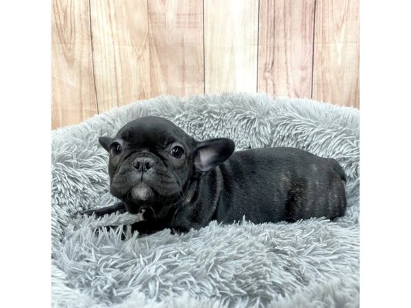 French Bulldog-Dog-Female-Brindle-16249-Petland Chillicothe, Ohio