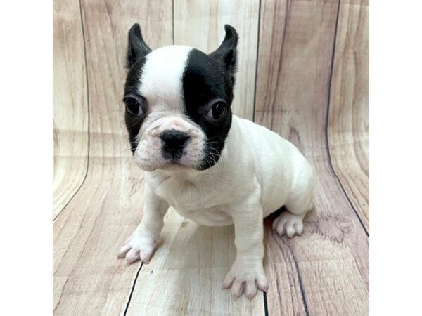 French Bulldog-Dog-Female-Black and White-16248-Petland Chillicothe, Ohio