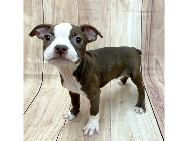 Boston Terrier Dog Male Seal / White 16245 Petland Chillicothe, Ohio