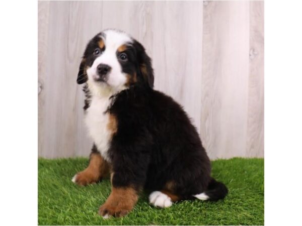 Bernese Mountain Dog Dog Female Tri-Colored 16267 Petland Chillicothe, Ohio