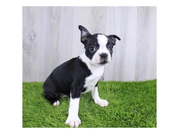 Boston Terrier Dog Female Black / White 16268 Petland Chillicothe, Ohio