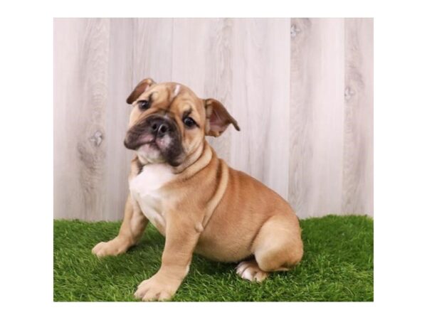 Bulldog Dog Female Red 16271 Petland Chillicothe, Ohio