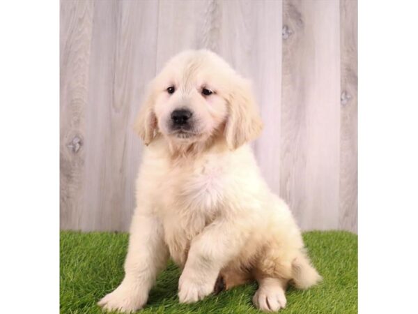 Golden Retriever Dog Male Light Golden 16277 Petland Chillicothe, Ohio