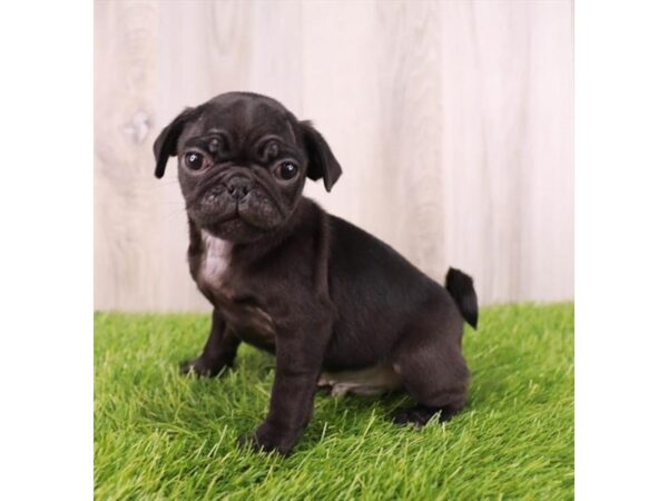 Pug-Dog-Male-Black-16274-Petland Chillicothe, Ohio