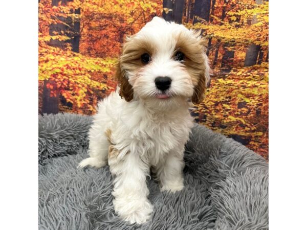 Cavachon Dog Male brown/white 16220 Petland Chillicothe, Ohio