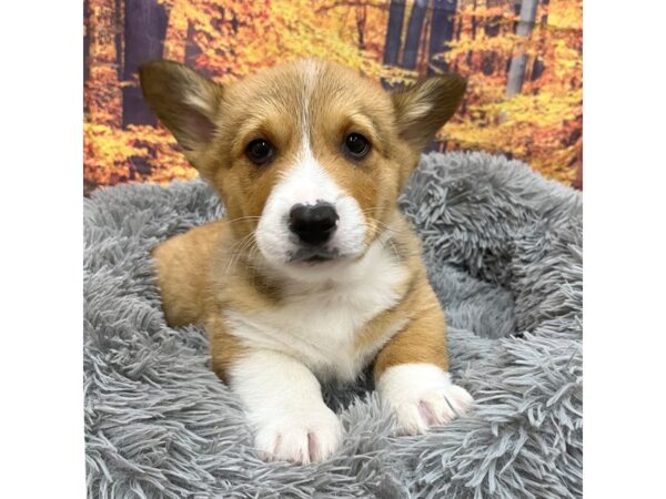 Pembroke Welsh Corgi Dog Male Tri-Colored 16218 Petland Chillicothe, Ohio