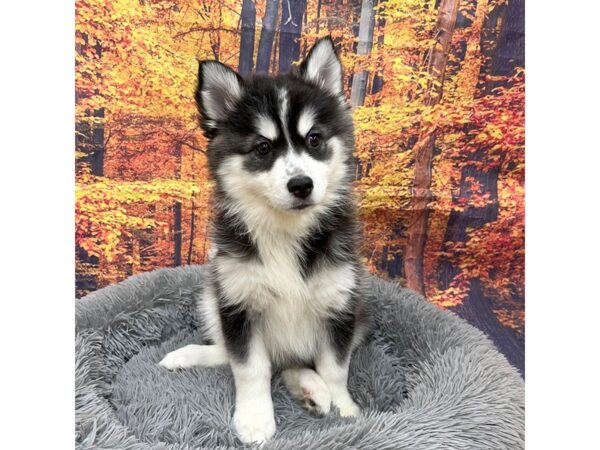 Pomsky Dog Female blk/white 16216 Petland Chillicothe, Ohio