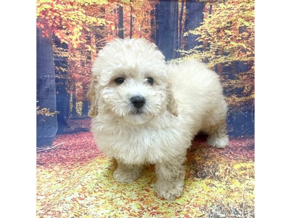 Poochon Dog Male Brown 16236 Petland Chillicothe, Ohio