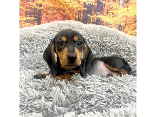 Dachshund-Dog-Male-Black / Tan-16233-Petland Chillicothe, Ohio