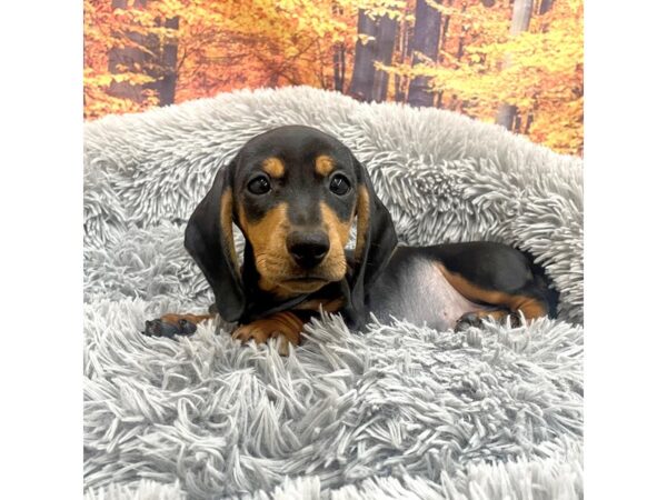 Dachshund Dog Male Black / Tan 16233 Petland Chillicothe, Ohio