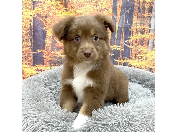 Miniature American Shepherd Dog Female Red Tan / White 16231 Petland Chillicothe, Ohio