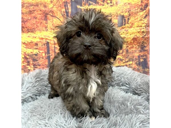 Shipoo Dog Female Tri 16213 Petland Chillicothe, Ohio