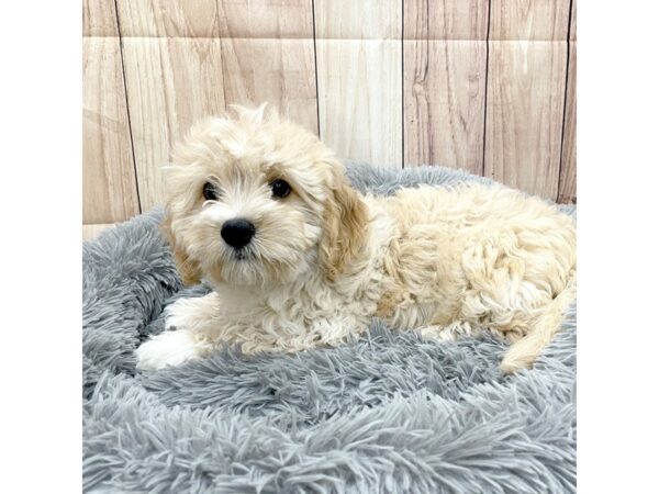 Cavachon-Dog-Male-Buff-16204-Petland Chillicothe, Ohio