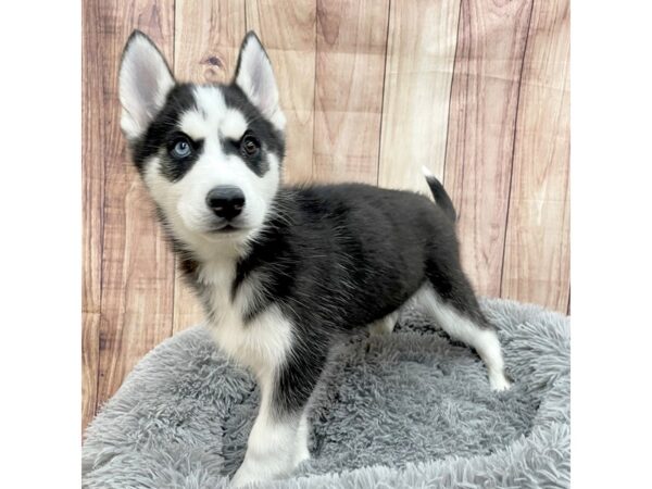 Siberian Husky Dog Male Black / White 16253 Petland Chillicothe, Ohio