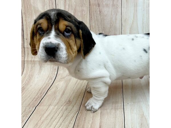Walrus-Dog-Male-Tri-Colored-16257-Petland Chillicothe, Ohio