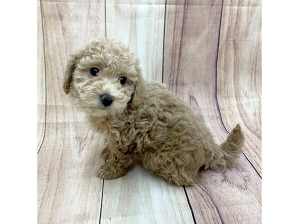 Bichapoo-Dog-Female-Buff-16261-Petland Chillicothe, Ohio